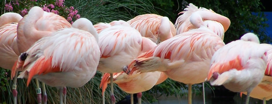 免费轰炸网页版