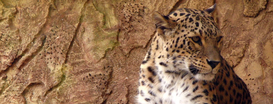 实打实服务的手机号在线压测平台